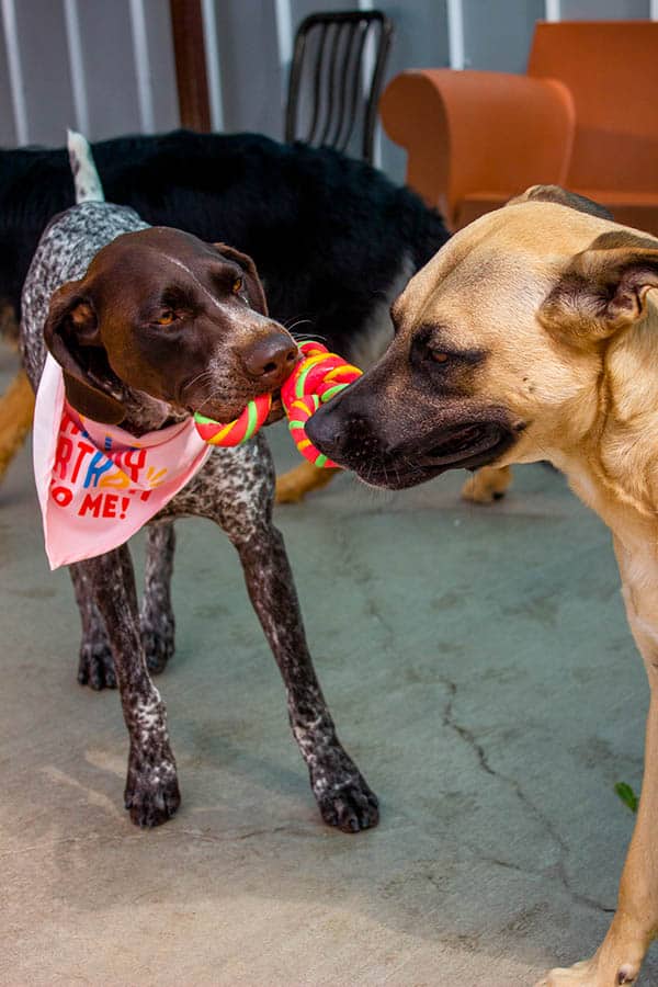 Two dogs playing tug with a rope toy, one wearing a birthday bandana