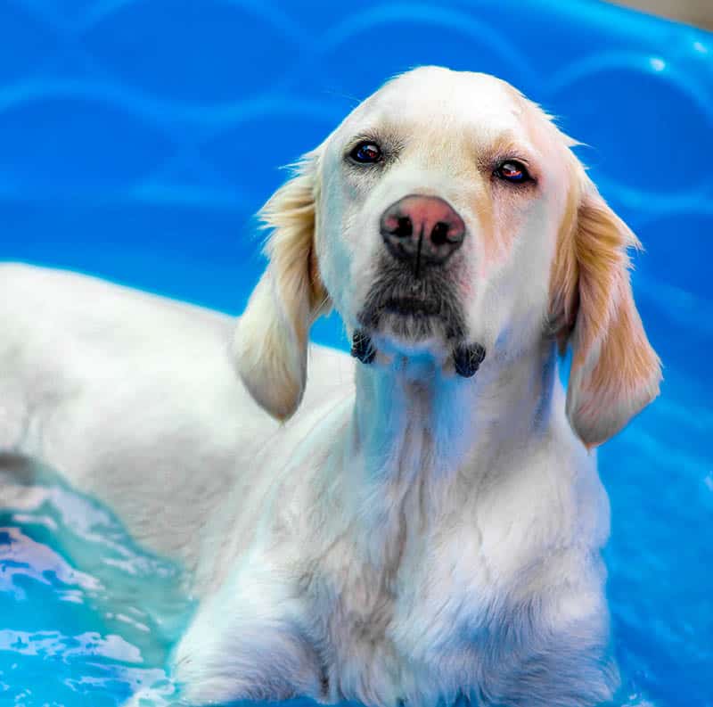 Light golden retriever cooling off in a blue splash pool