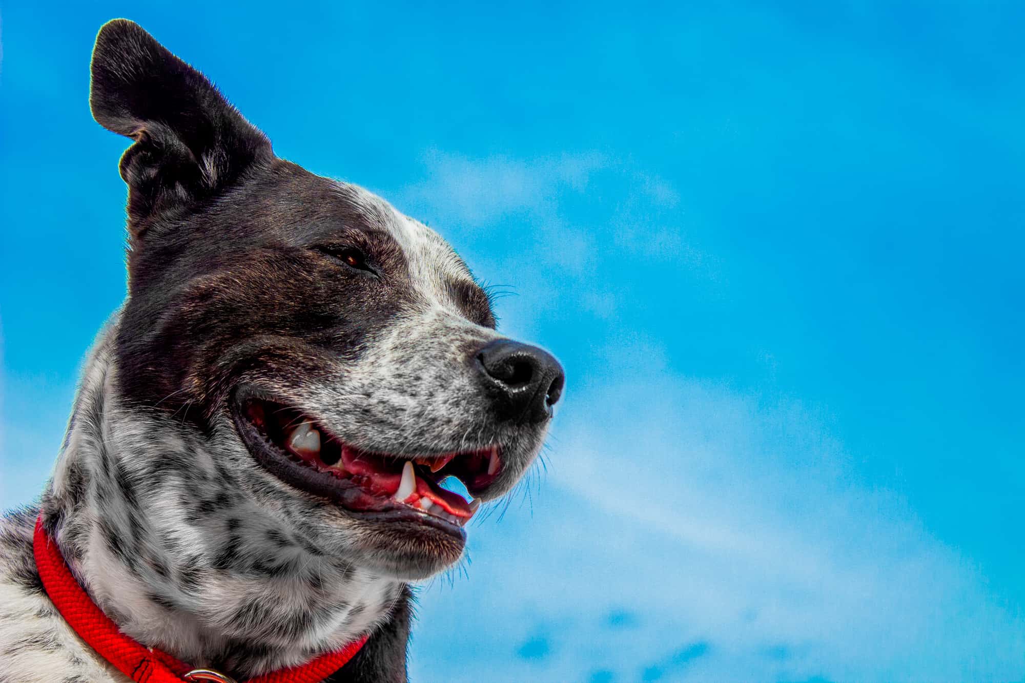 Smiling black-and-white cattle dog mix in a red collar against a blue sky