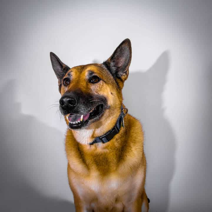 Smiling German shepherd mix studio portrait