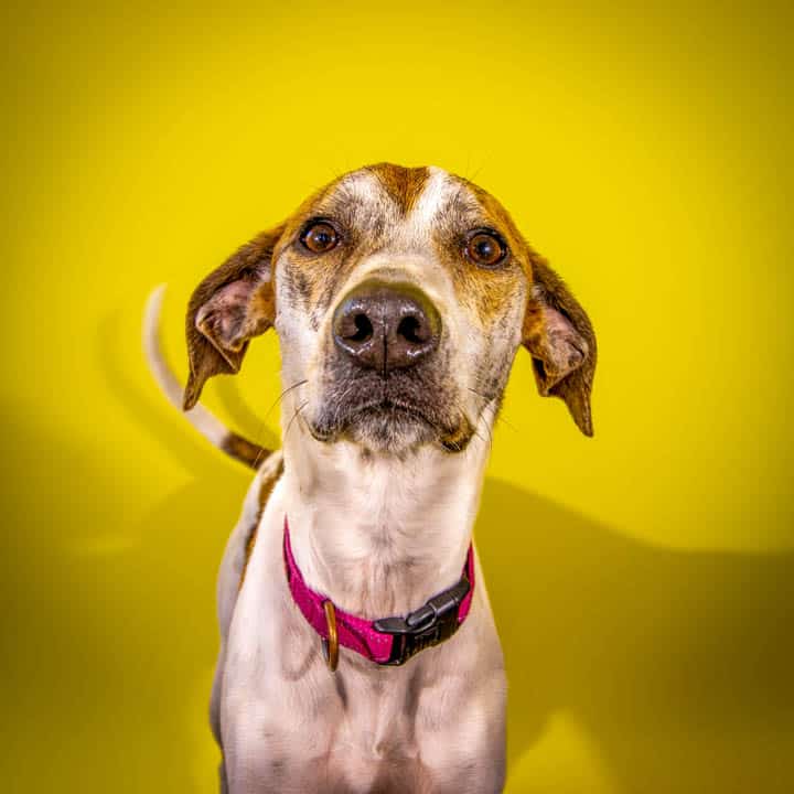 Curious hound in a pink collar, studio portrait on a yellow background