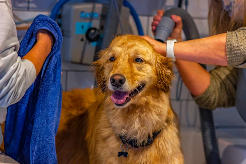 Golden retriever grinning in a blue towel after his bath at Pet Wash