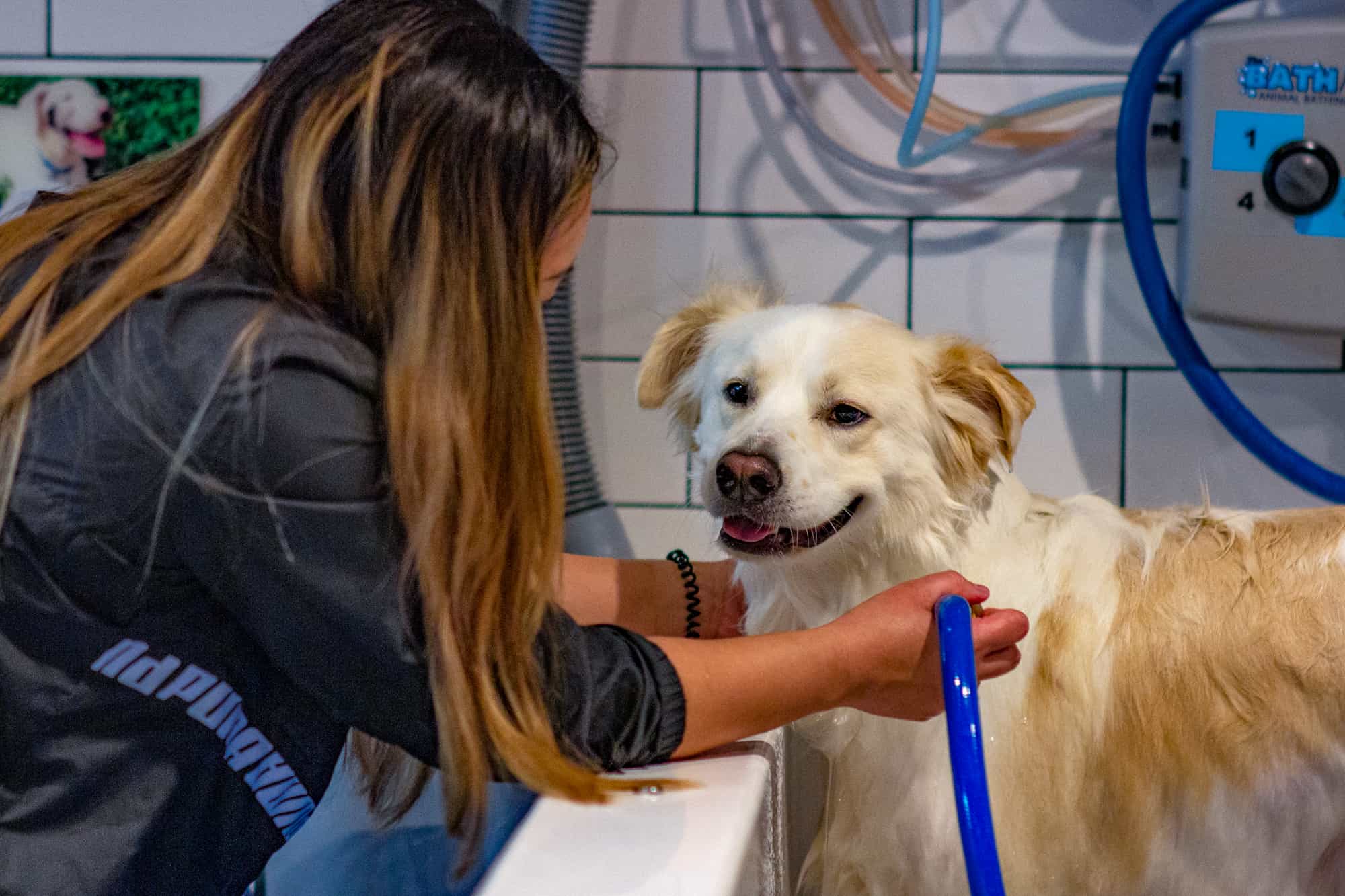 Staff member bathing a smiling golden retriever in a wash tub