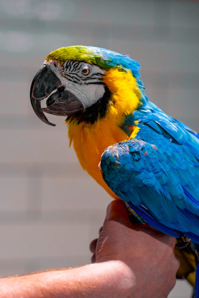 Blue-and-gold macaw perched on a hand