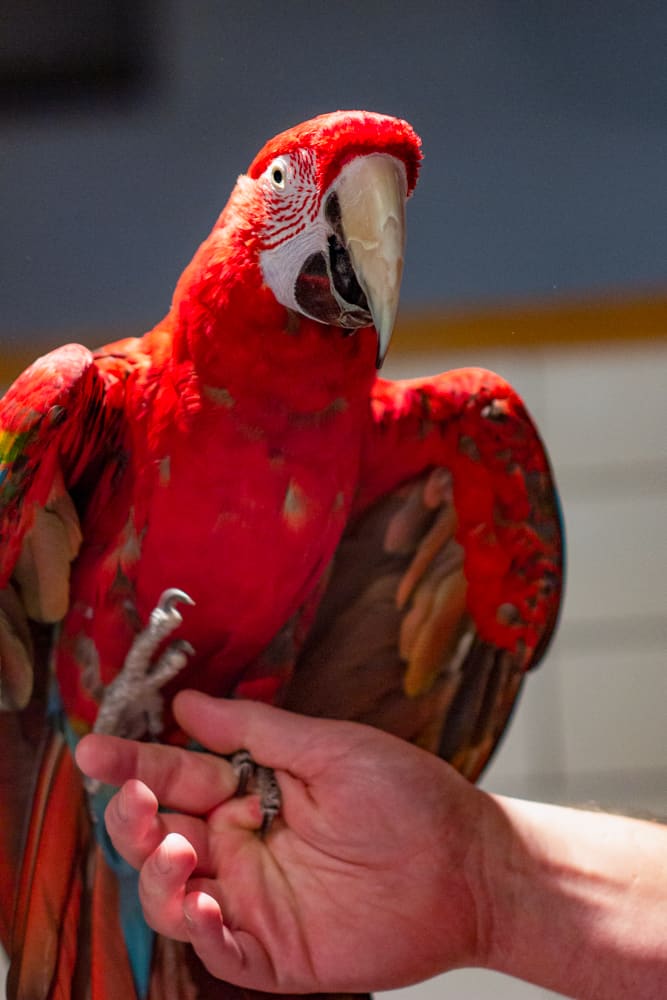 Red macaw perched on a hand with its wings spread