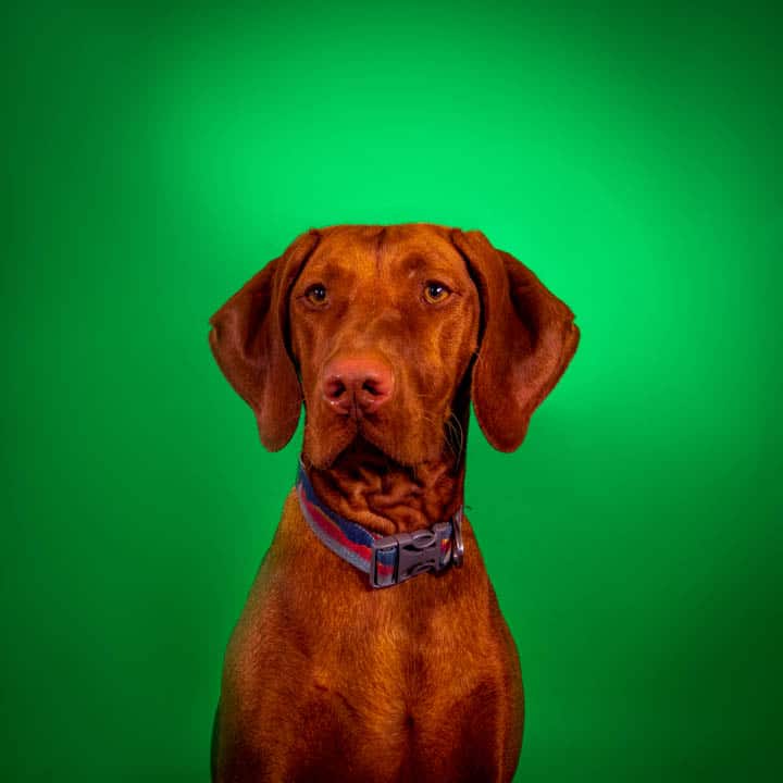 Vizsla studio portrait on a green background