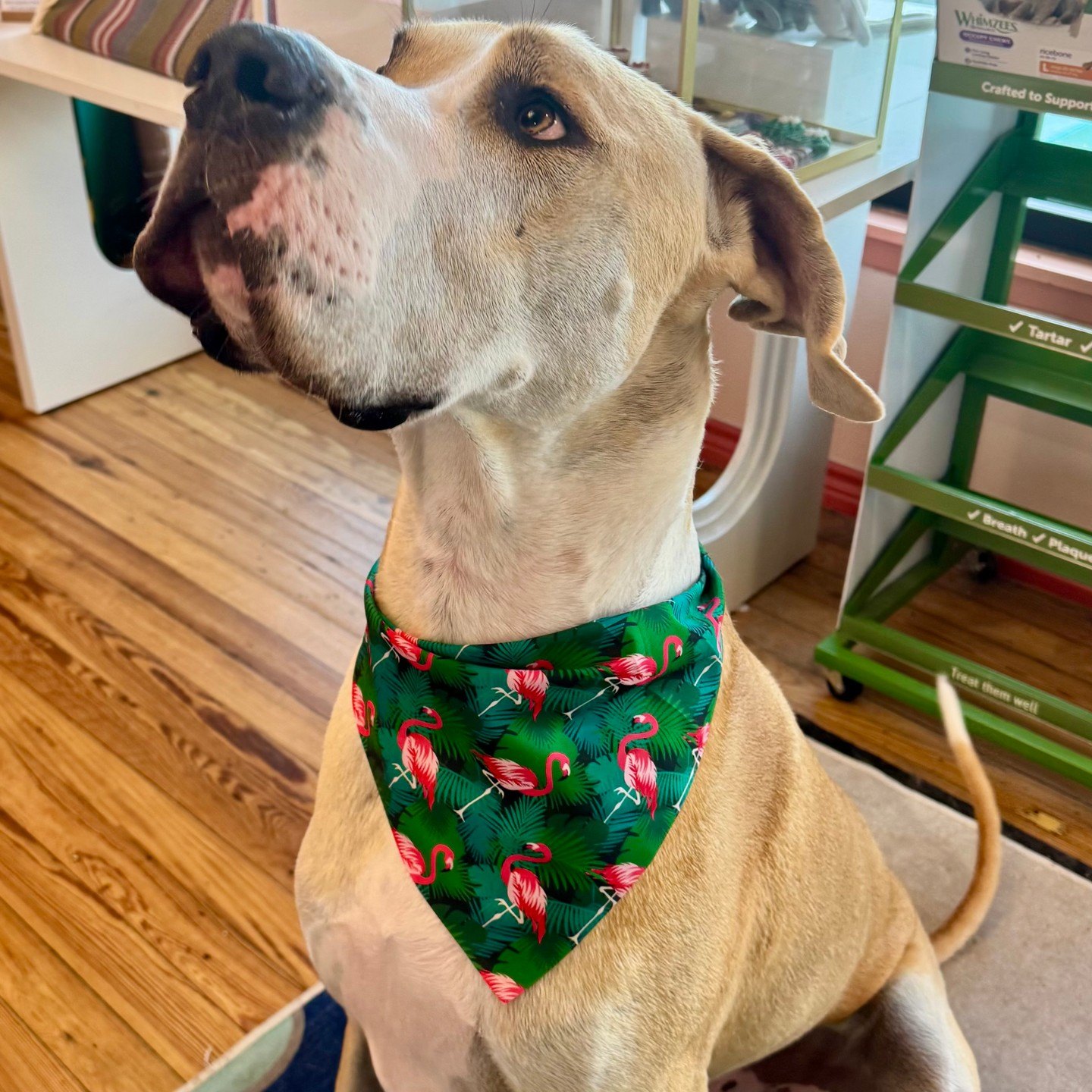 Tall tan dog in a green flamingo-print summer bandana