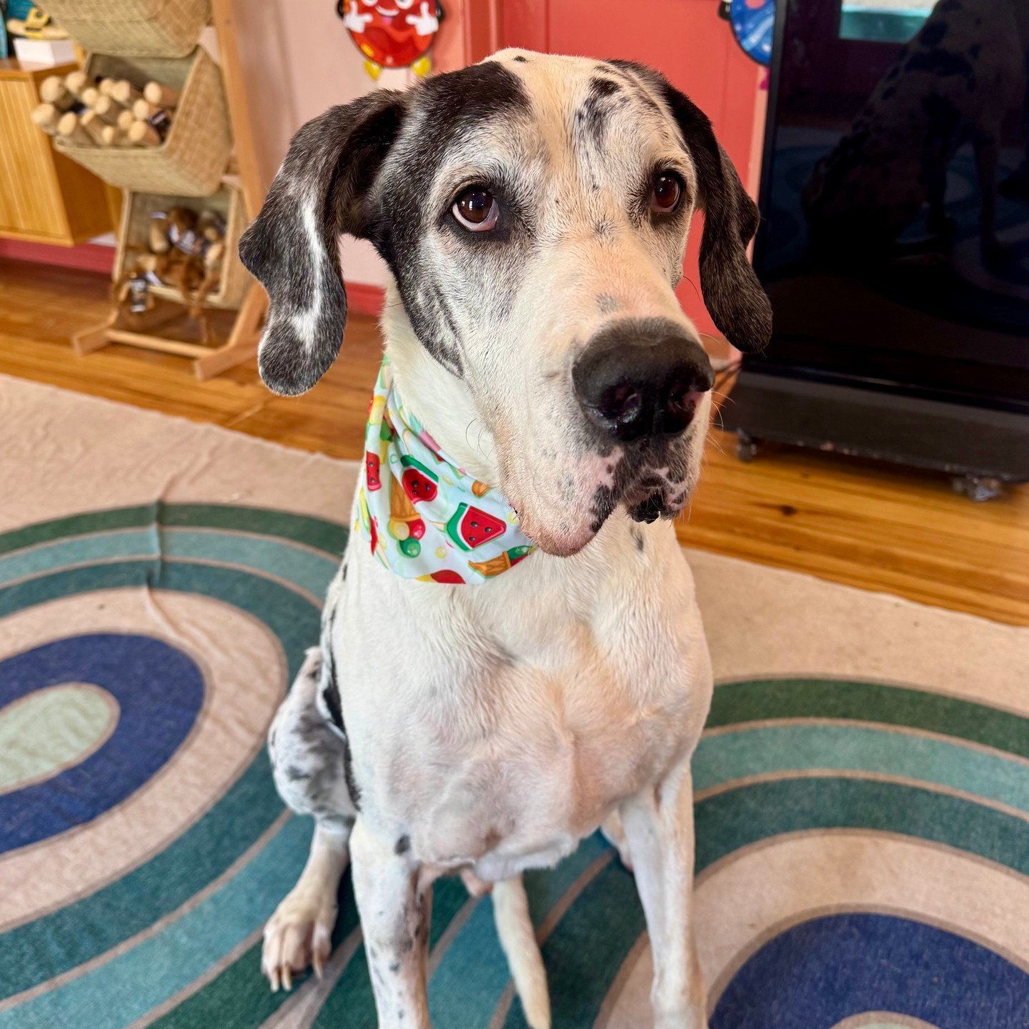 Great Dane in a watermelon-print summer bandana