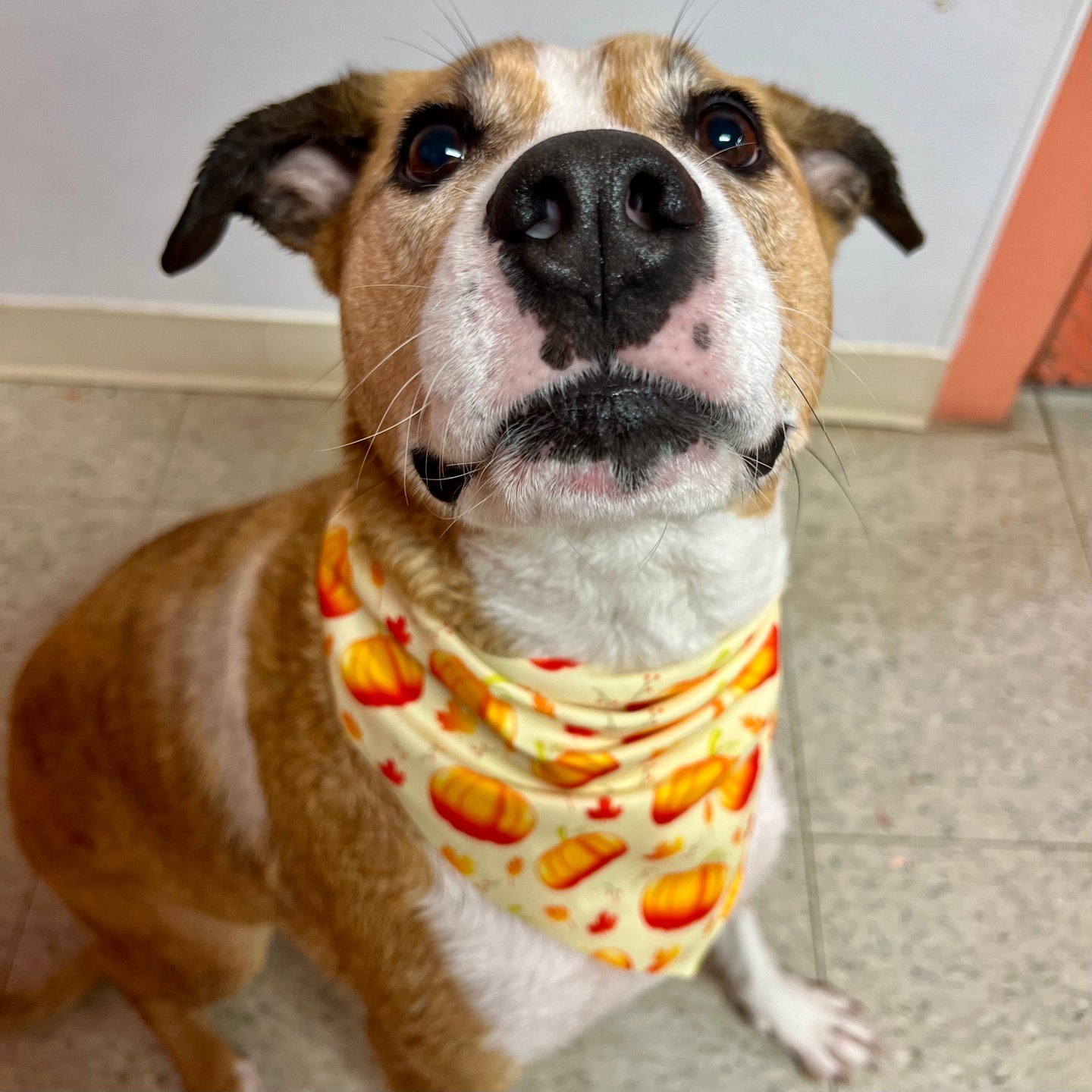 Loretta in her pumpkin bandana after her Hello Pumpkin bath