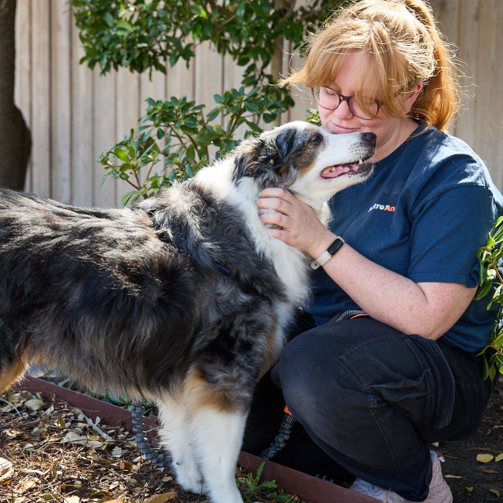 Pack Leader hugging an Australian shepherd at Metro Animals Plano