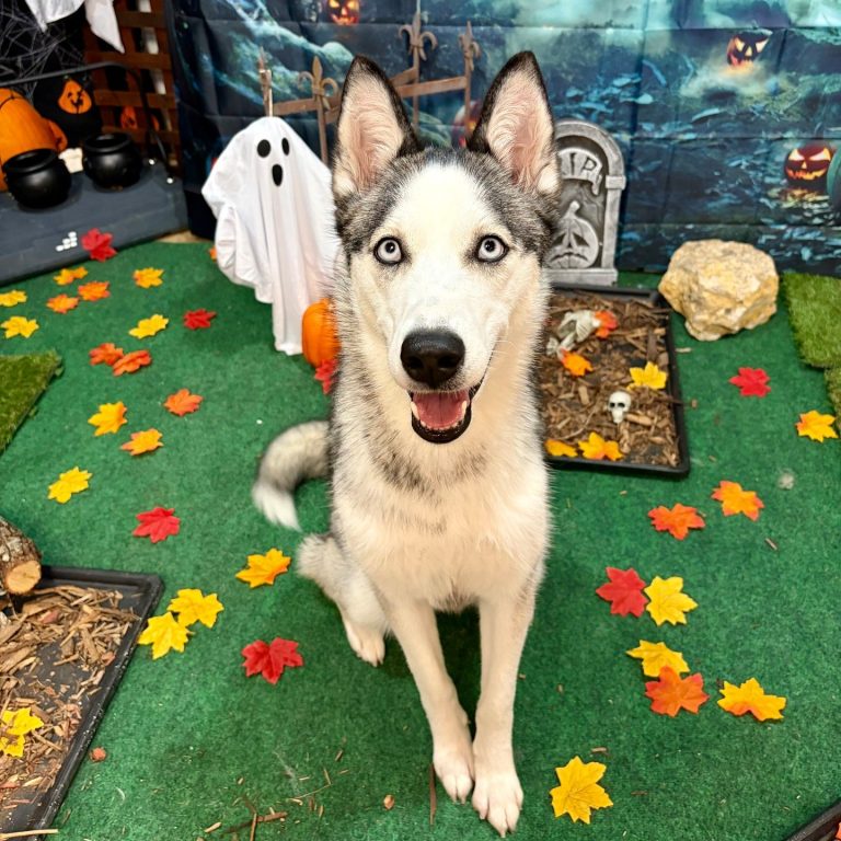 Husky sits smiling in the Haunted Manor set beside a sheet ghost and a tombstone