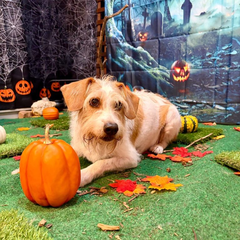 A scruffy white-and-tan dog lies on the turf beside an orange pumpkin in the haunted pumpkin patch set, looking at the camera