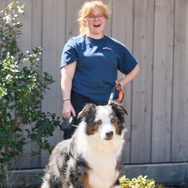 Pack Leader walking an Australian shepherd at Metro Animals Plano