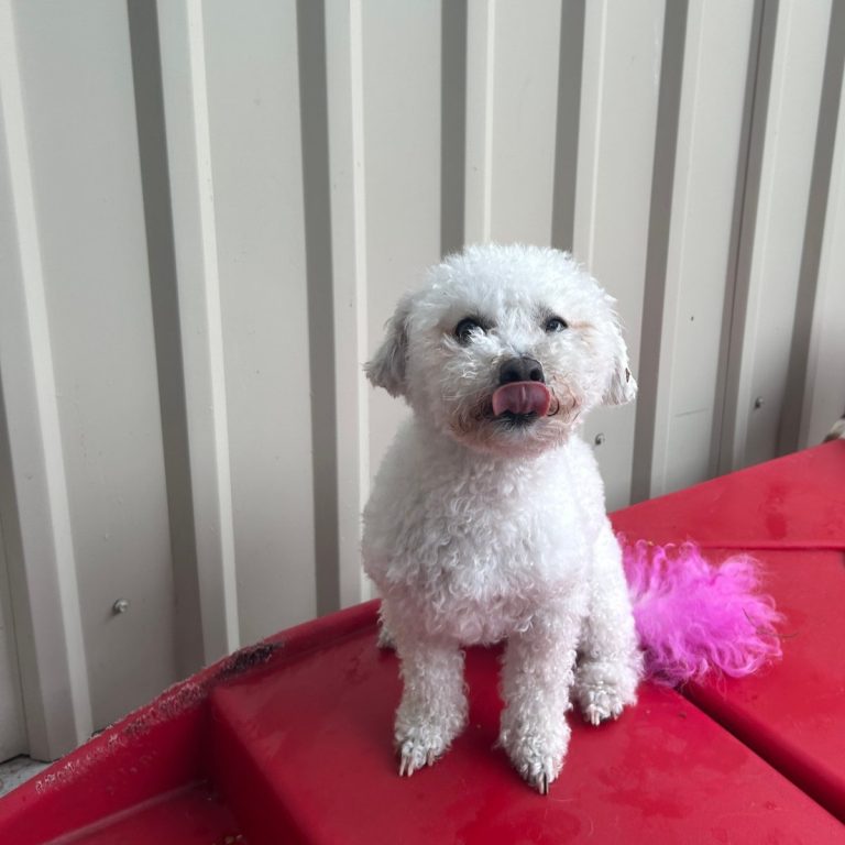 White poodle on a red bench at Metro Animals Plano