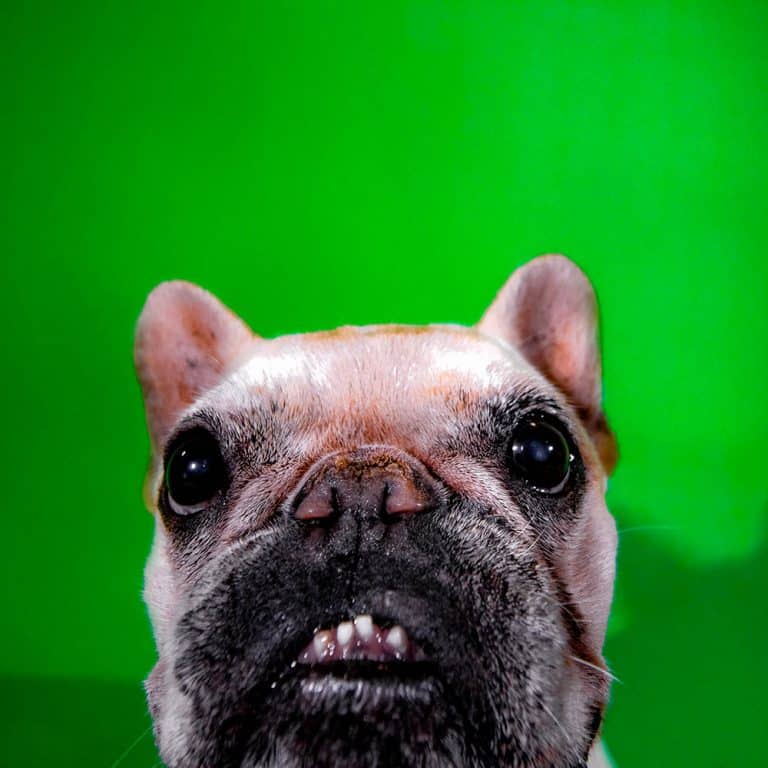 French bulldog close-up studio portrait