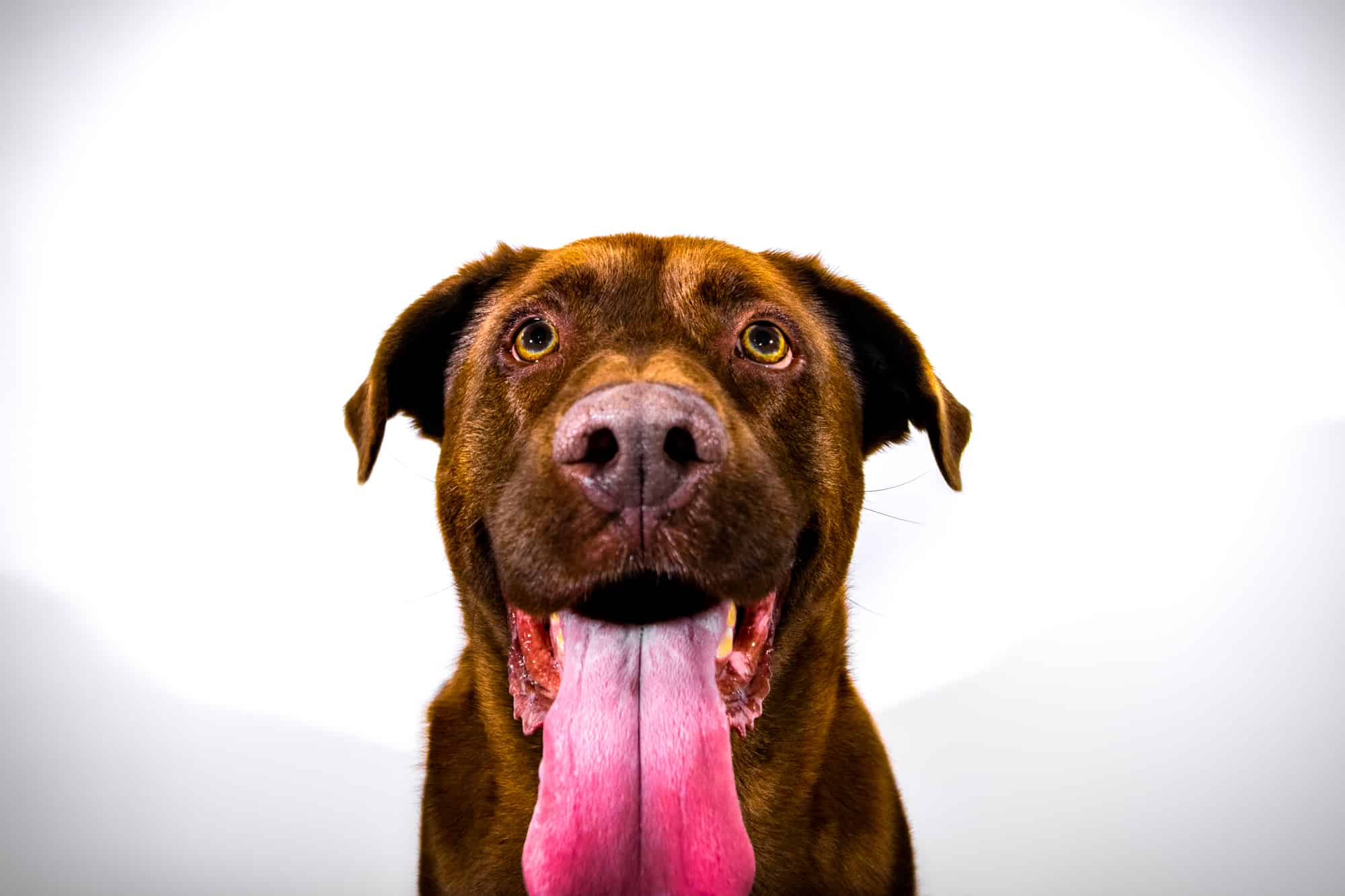 Brown dog with a big pink tongue hanging out, studio portrait