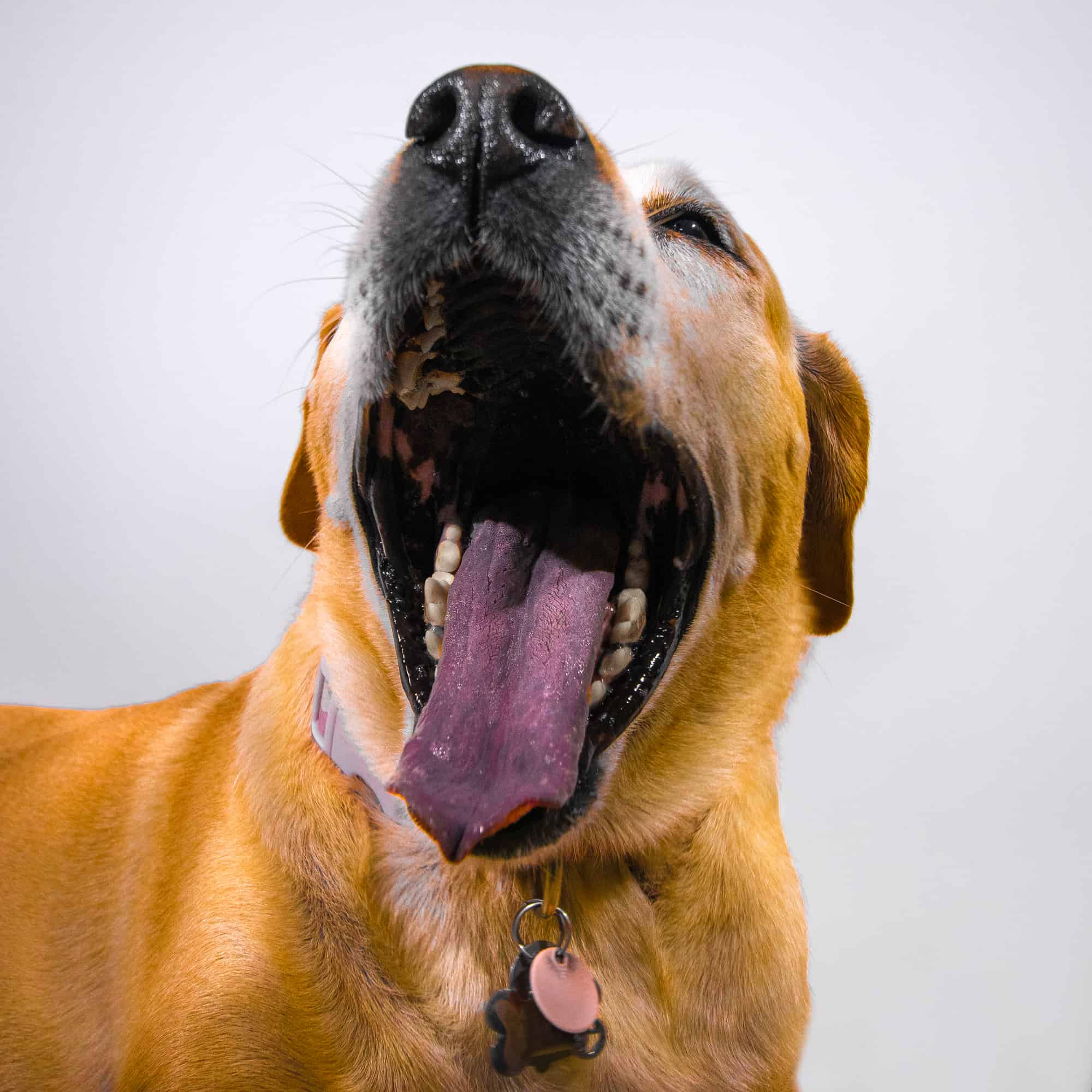 Tan Labrador mix mid-yawn in a studio portrait
