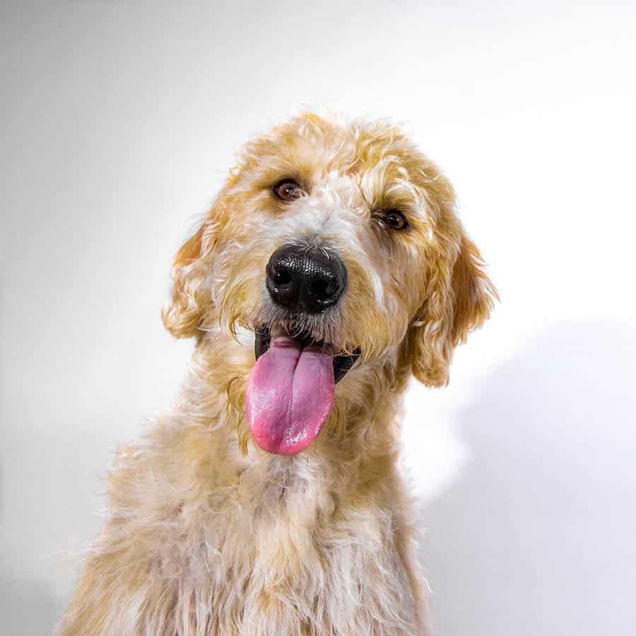 Goldendoodle studio portrait with its tongue out