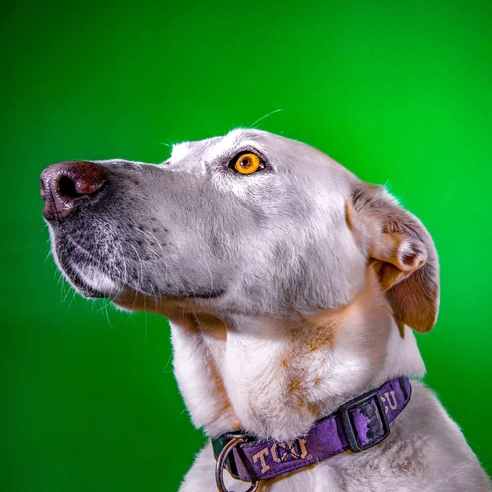 White dog in a purple TCU collar looking up, on a green studio background