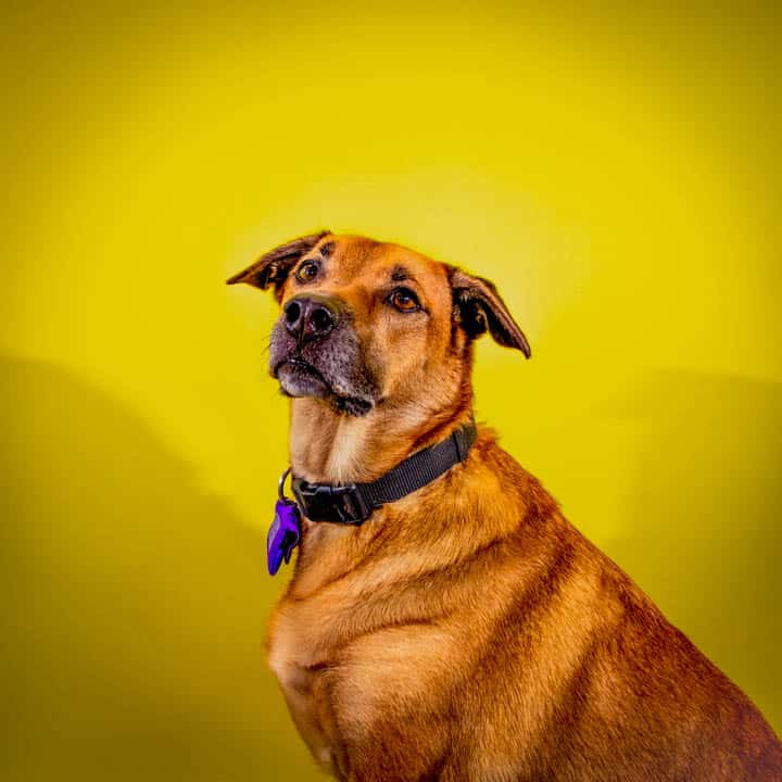 Brown mixed-breed dog studio portrait on a yellow background