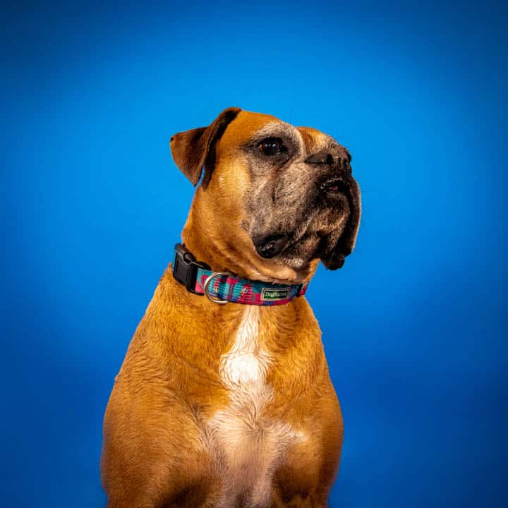 Boxer wearing a colorful collar, studio portrait on a blue background