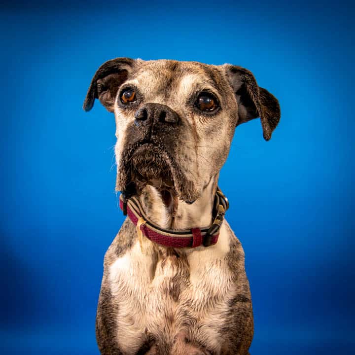 Senior brindle boxer mix studio portrait on a blue background