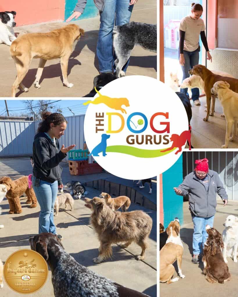 Collage of Metro Animals staff leading group play, with The Dog Gurus logo