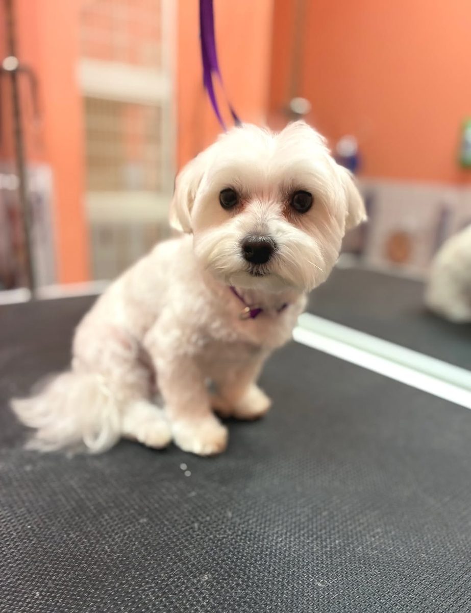 Fluffy white dog with soft, clean ears smiling on the table at Metro Animals