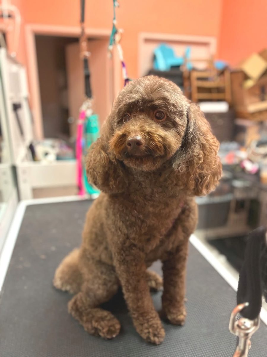 Red doodle sitting clean and fluffy on the grooming table at Metro Animals