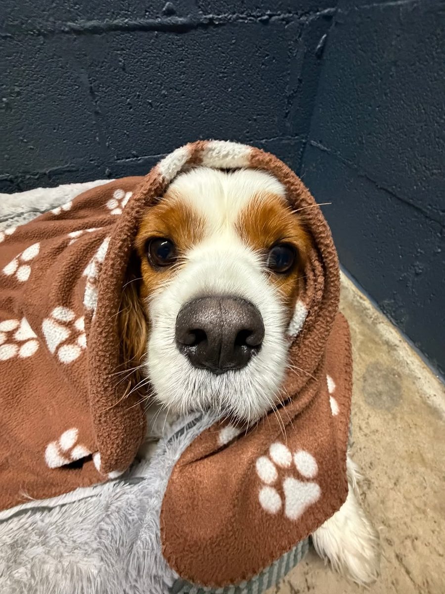 Beagle tucked into a paw-print blanket at bedtime at Metro Animals