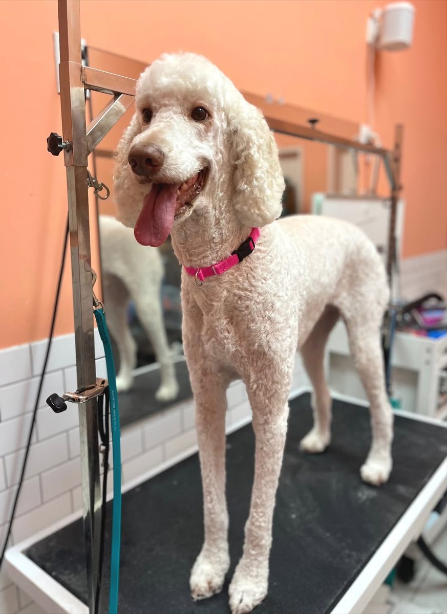 White standard poodle standing tall after a bath at Metro Animals