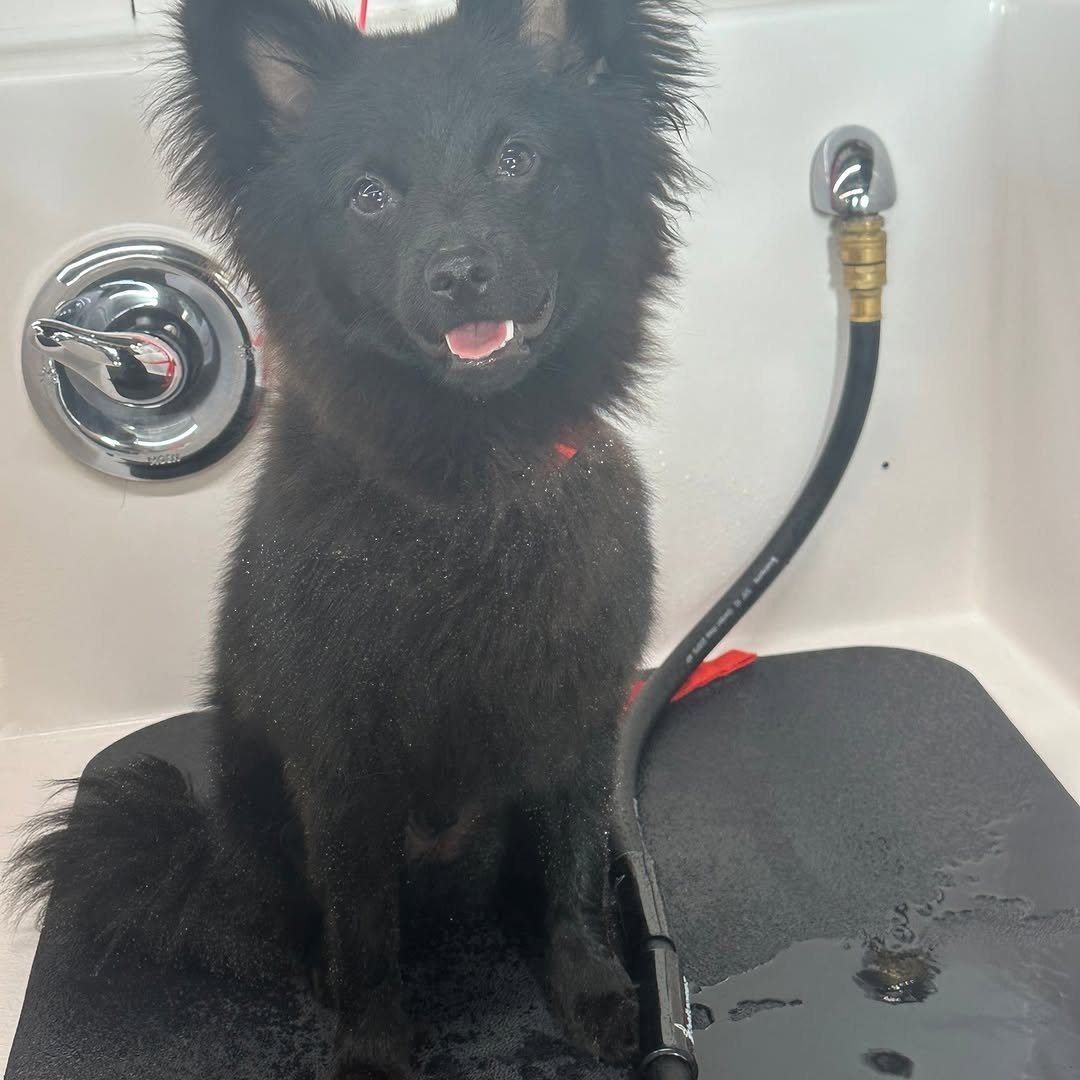 Fluffy black puppy sitting in a bath tub at Metro Animals Pet Wash in Fort Worth