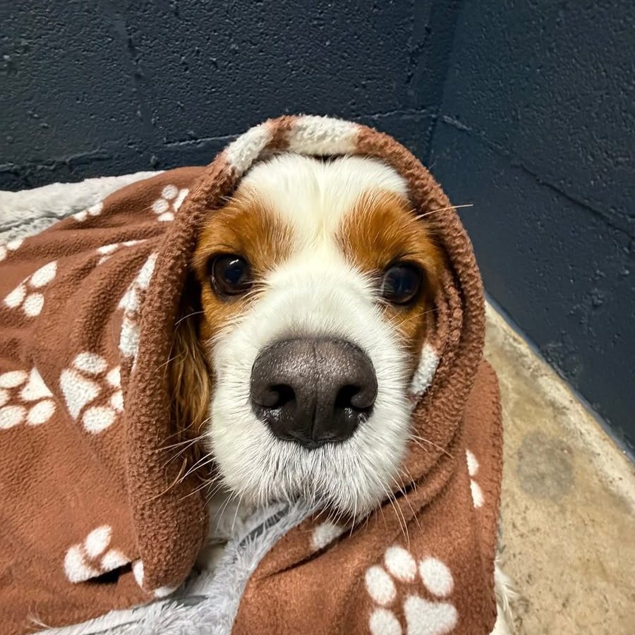 Beagle tucked into a paw-print blanket at bedtime at Metro Animals Plano
