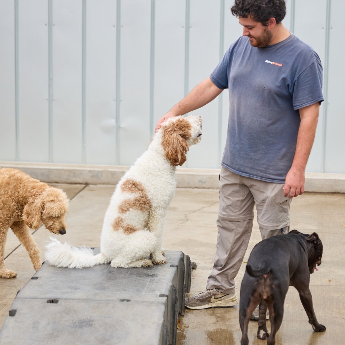 Team member giving a fluffy doodle a treat on the play block at Metro Animals in Fort Worth