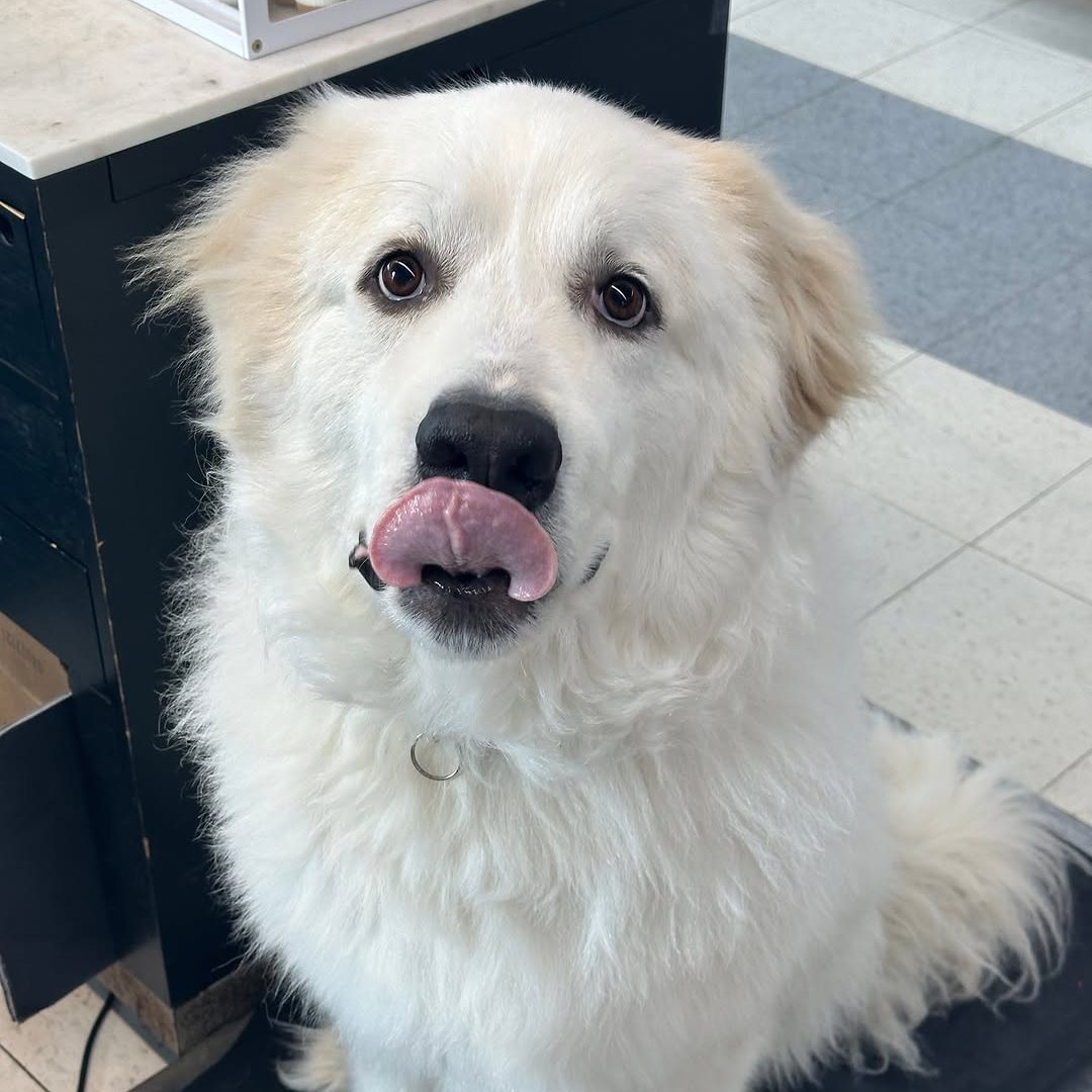 Smiling Great Pyrenees at Metro Animals Pet Wash in Fort Worth