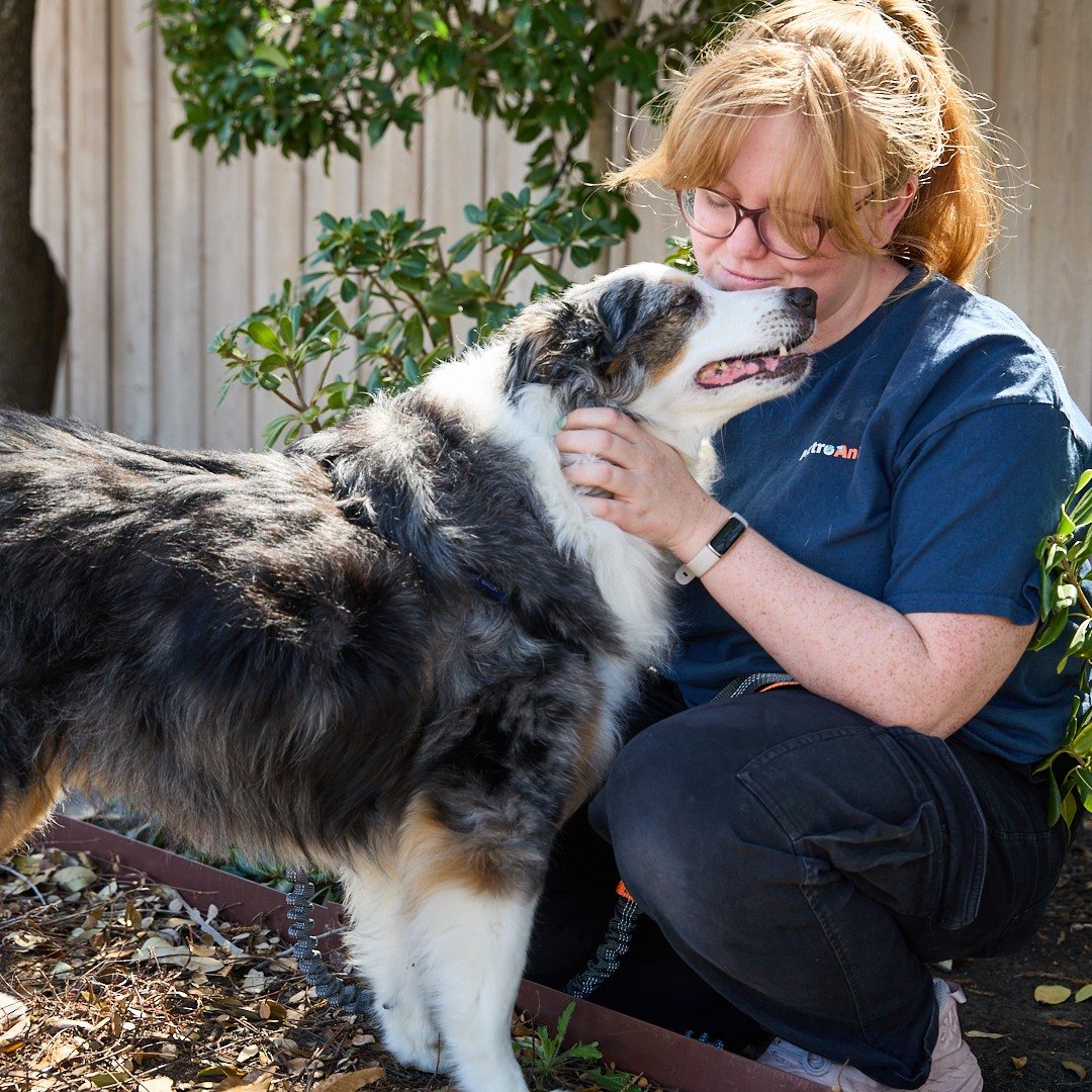 Pack Leader hugging an Australian shepherd at Metro Animals Plano