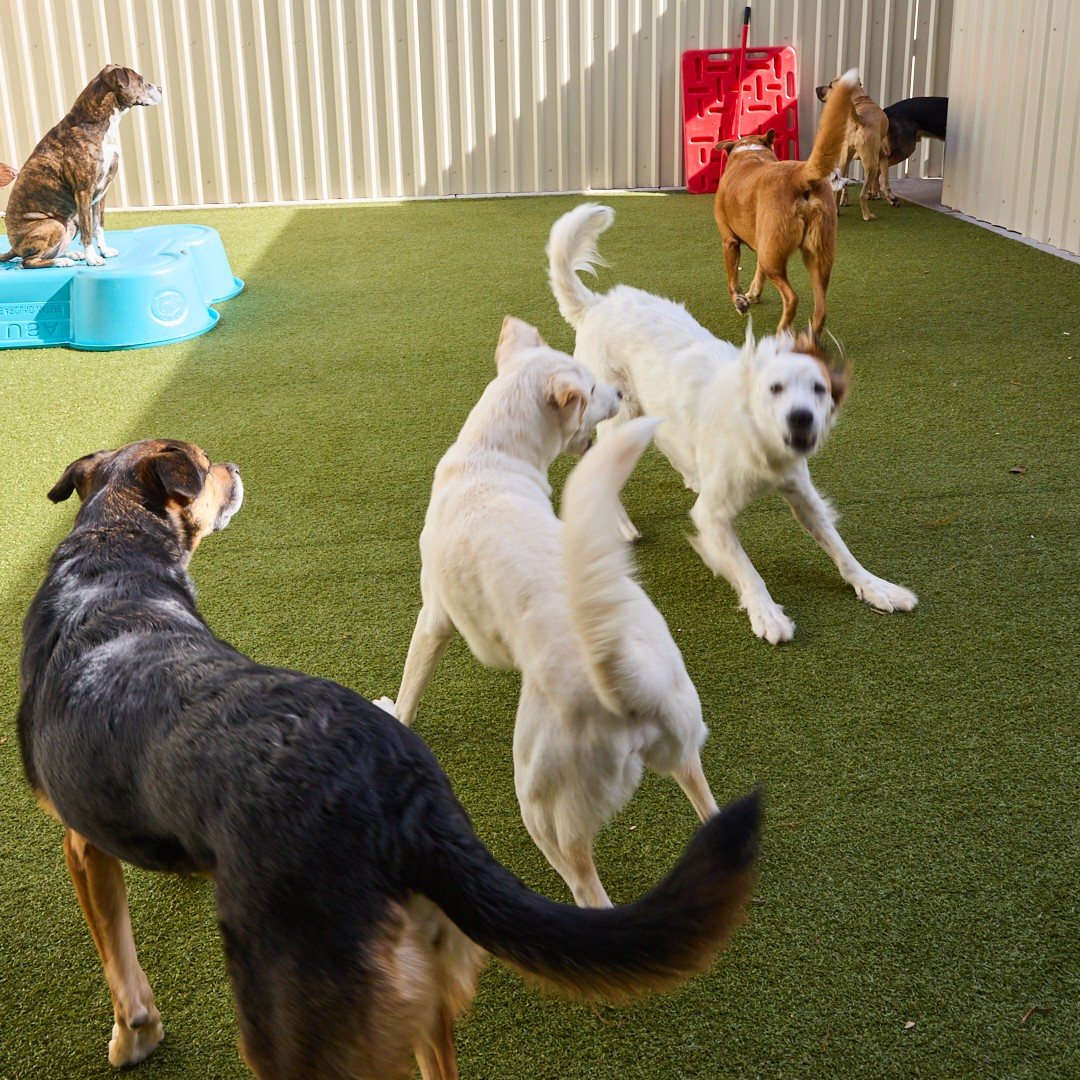 Dogs playing together on the turf play yard at Metro Animals Plano
