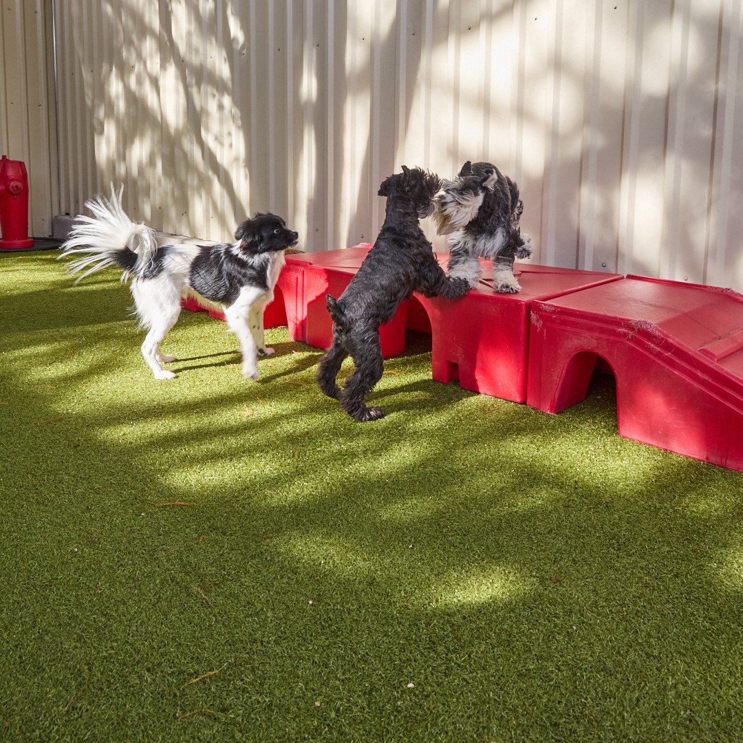 Three small dogs playing on the red ramps at Metro Animals Plano