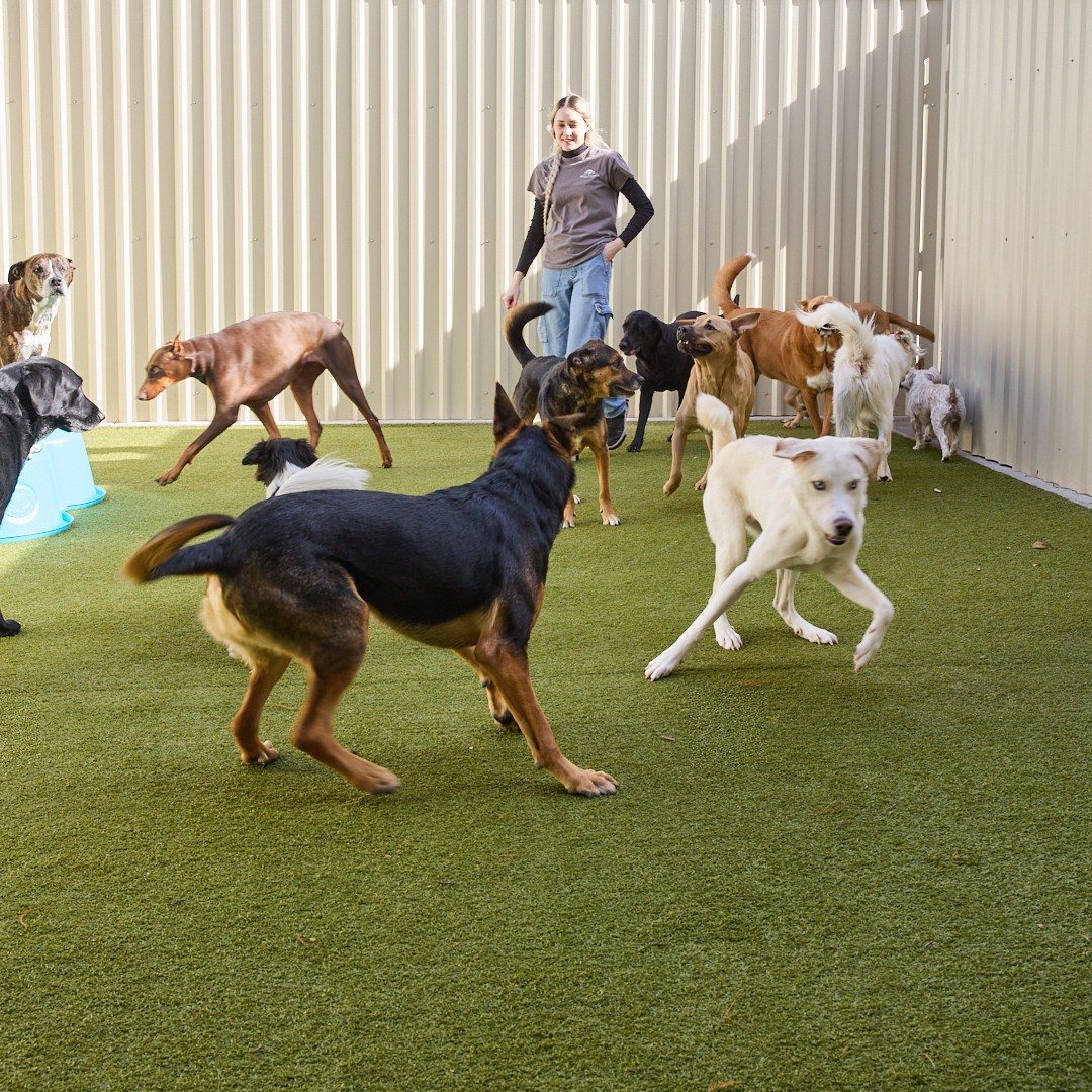 Team member with the pack on the turf yard at Metro Animals Plano