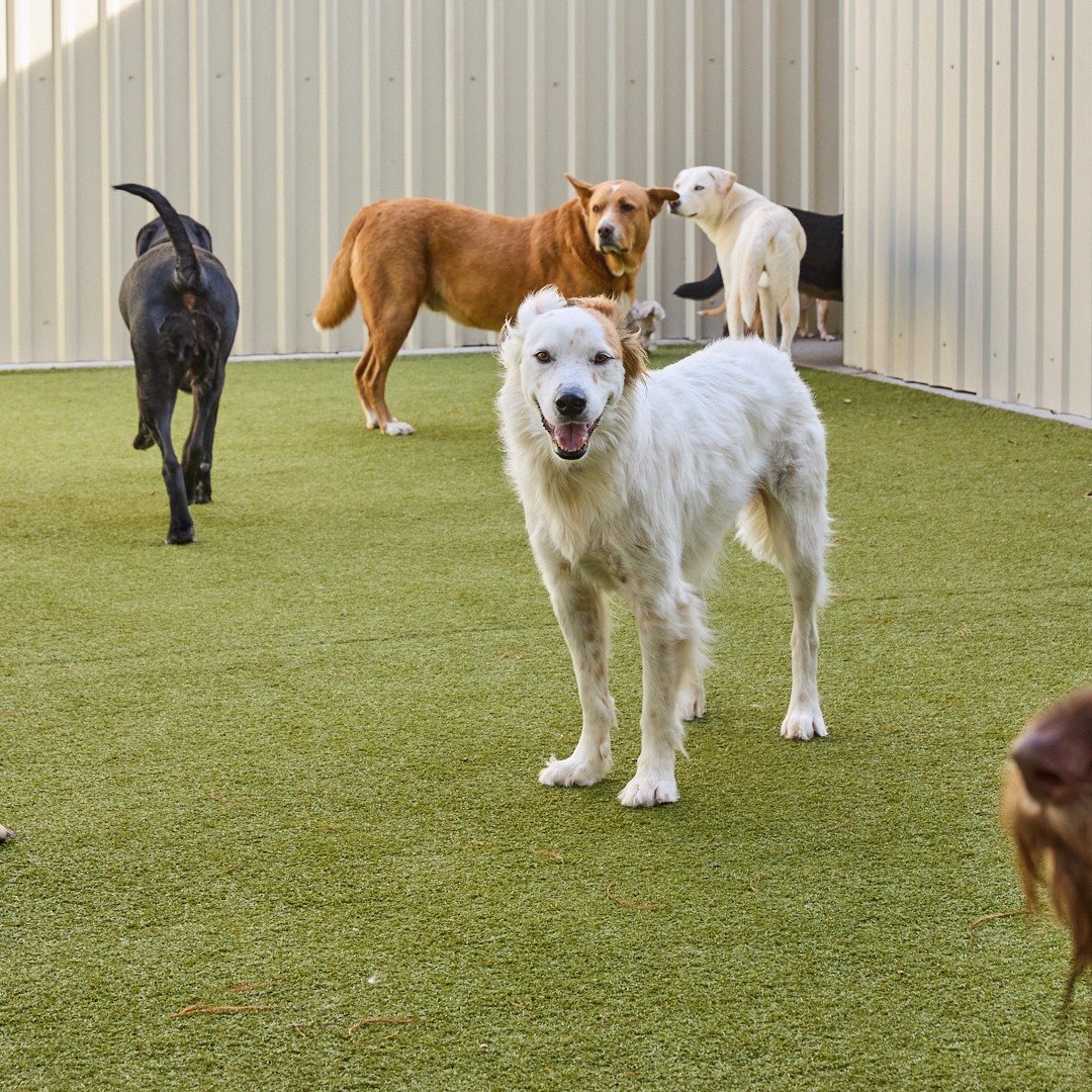 White dog smiling on the turf play yard at Metro Animals Plano