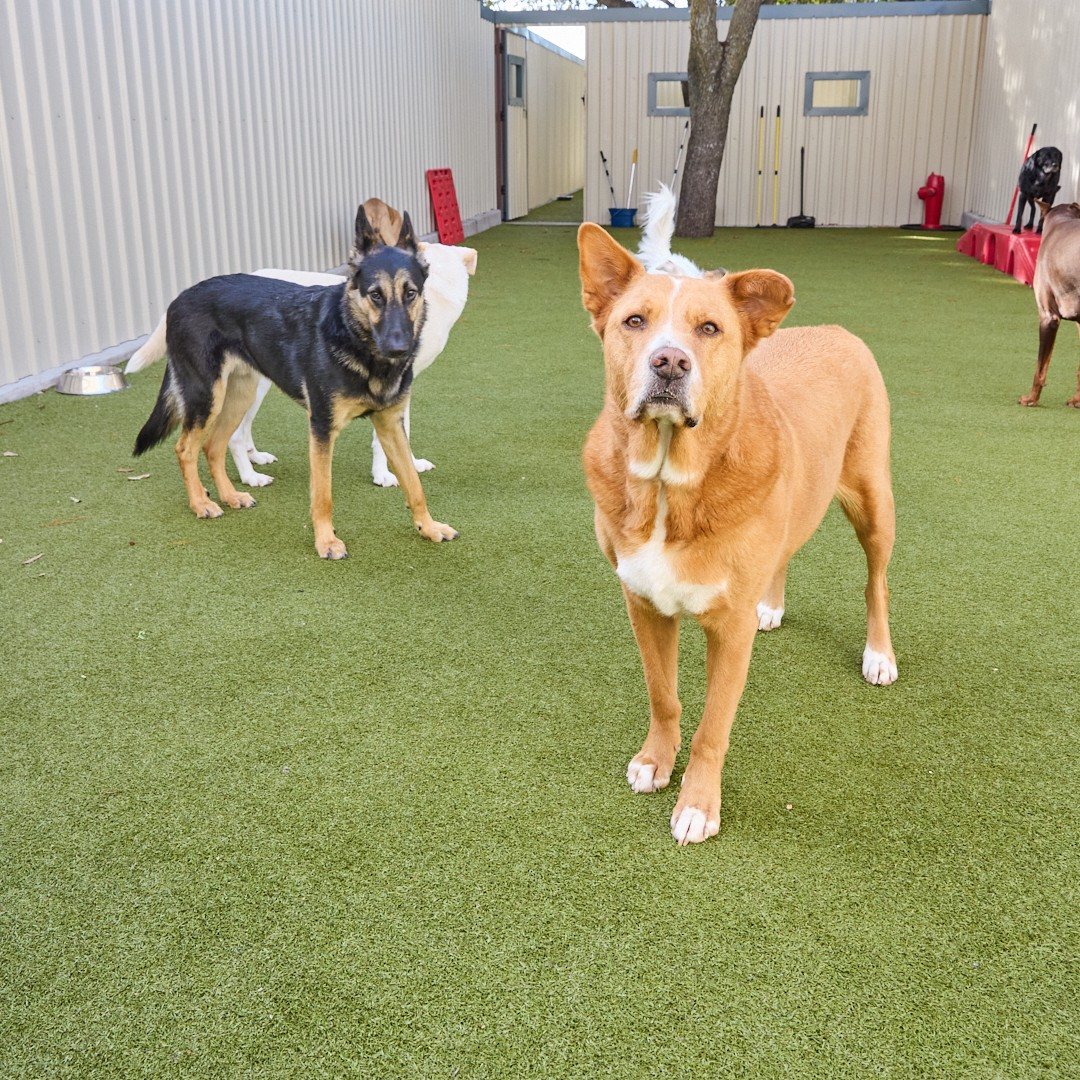 German shepherd and a tan dog on the turf play yard at Metro Animals Plano