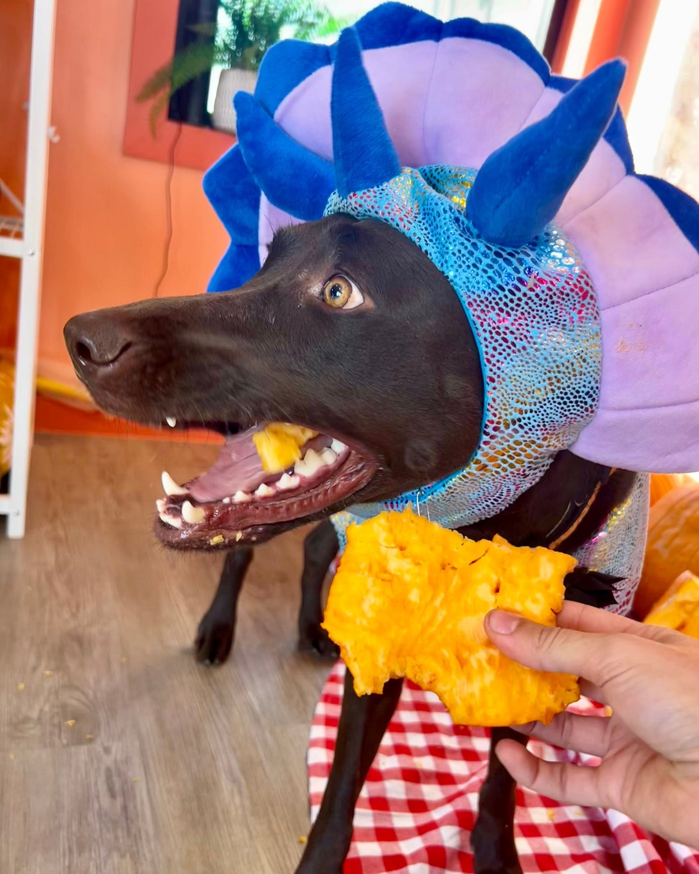 A black dog in a blue and purple dinosaur costume at Metro Animals Fort Worth
