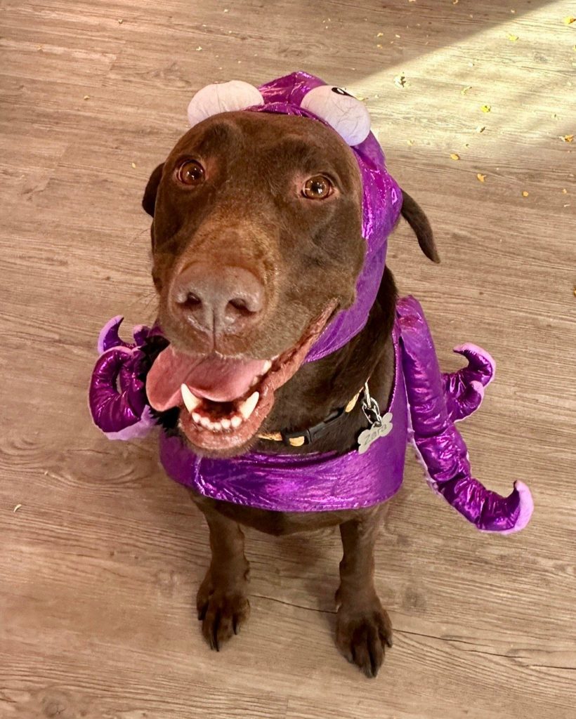 Chocolate Labrador wearing a purple octopus costume, sitting on a wood floor