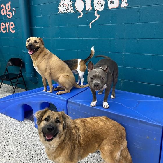 Dogs up on the climbing blocks at Metro Animals Plano