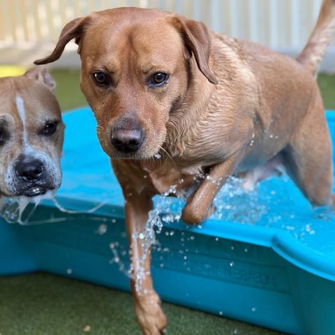 Dog splashing out of the pool onto the turf at Metro Animals Plano