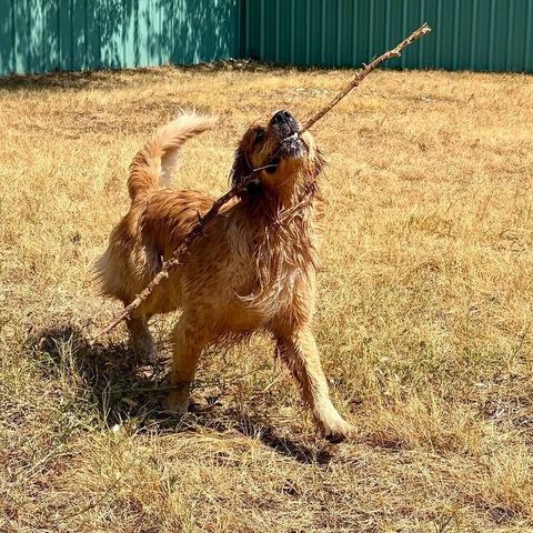 Dog carrying a long stick across the play yard at Metro Animals
