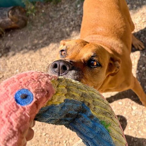 Dog tugging on a favorite plush toy at Metro Animals