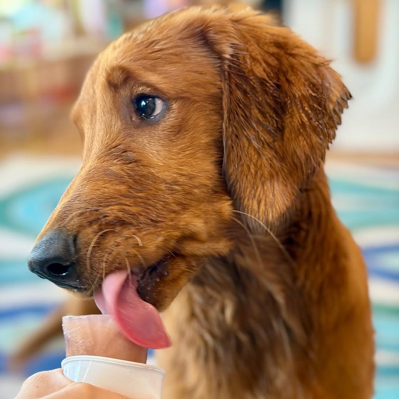 Golden retriever licking a frozen treat at Metro Animals