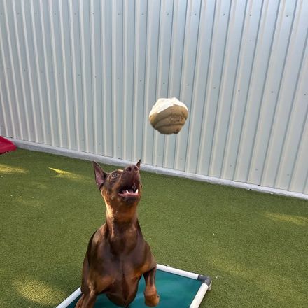 Dog on a raised cot watching a favorite toy fly in at Metro Animals Plano