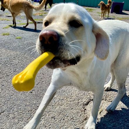 Labrador running with a favorite yellow toy in the play yard at Metro Animals
